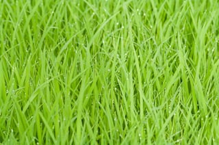 rice-field-green-grass-nature-53615.jpeg
