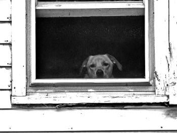 sad dog sad work comp employee